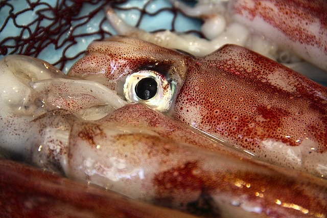 pesca del calamar