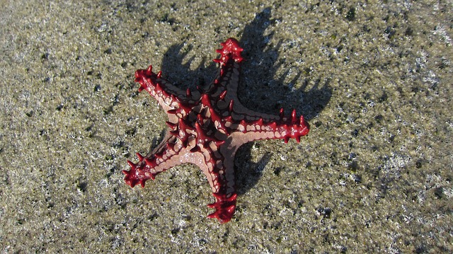 estrella en la playa
