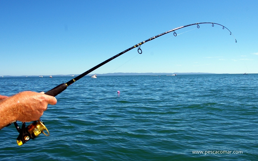 Pesca Surfcasting Pallico 💚 Regresa el CAPiTáN 