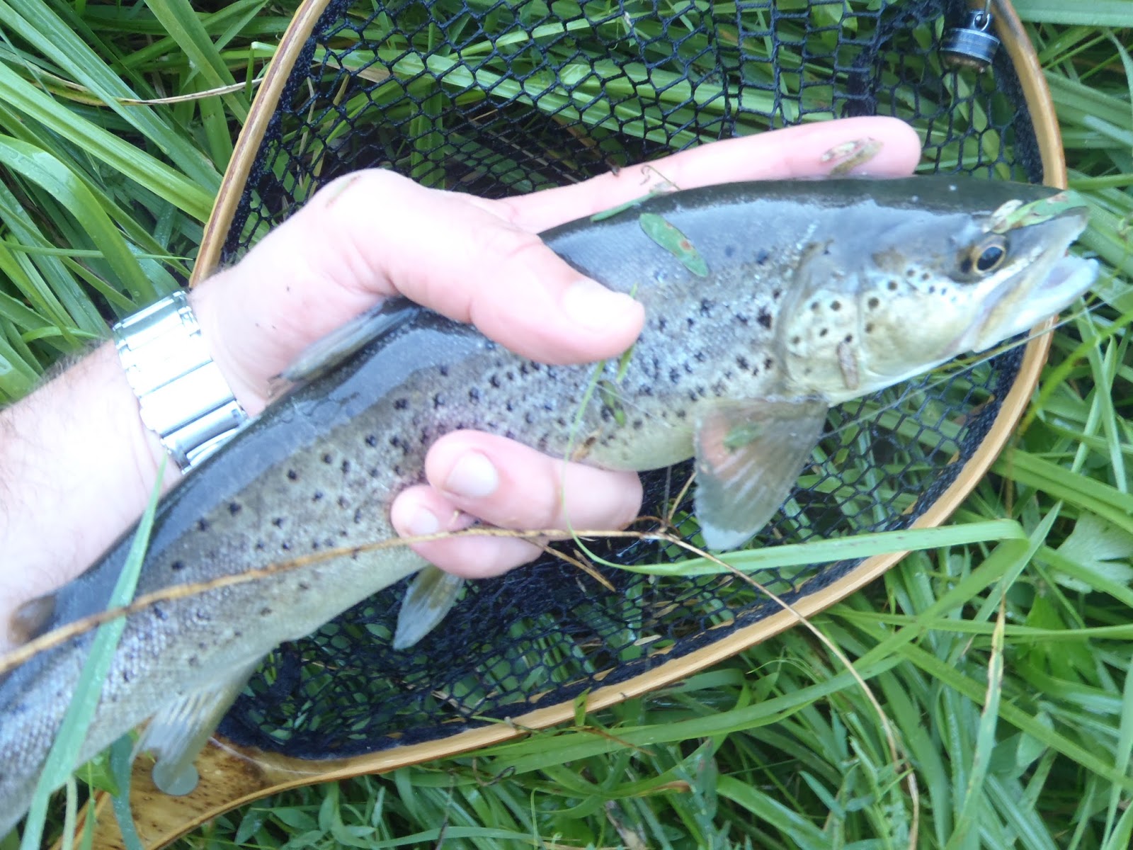 sacadera para trucha