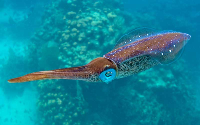 pescar calamares