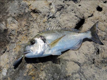 pesca de dorada
