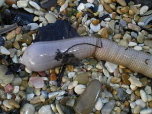 tita cebo vivo para pesca a surfcasting