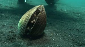 cebos de pesca almeja