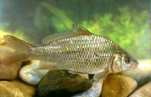 ciclo reproductivo de la carpa