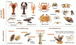 los_crustaceos_tipos1