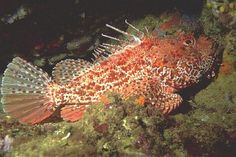 cabracho, roja, escorpora