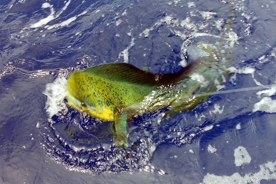 como pescar llampugas