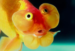 órganos sensoriales de los peces
