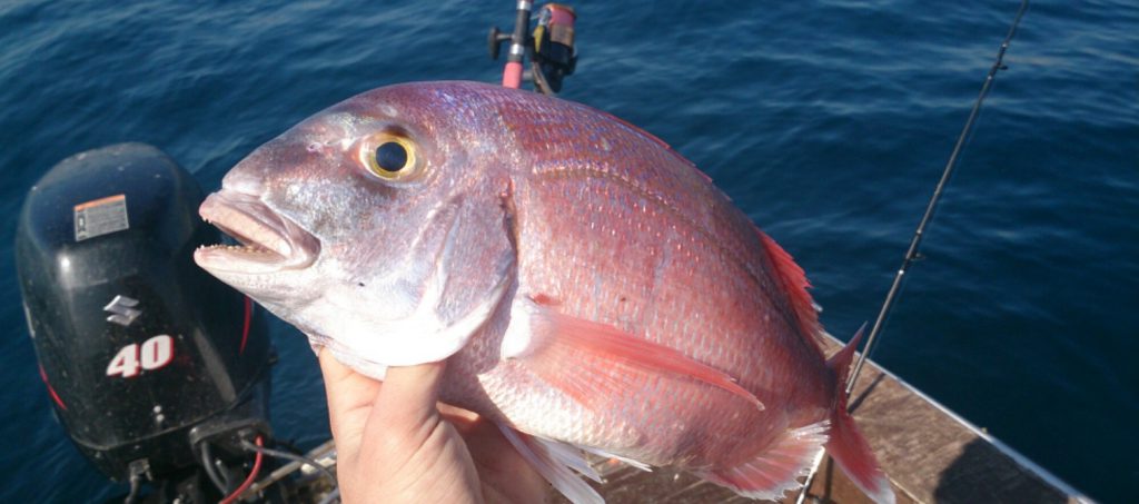 pescando pargos a jigging