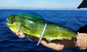 pesca de ilampugas en otoño