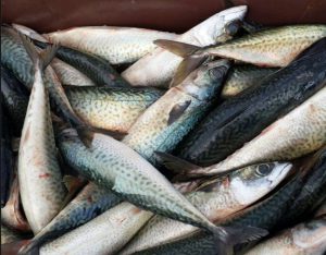 pesca en otoño de caballas