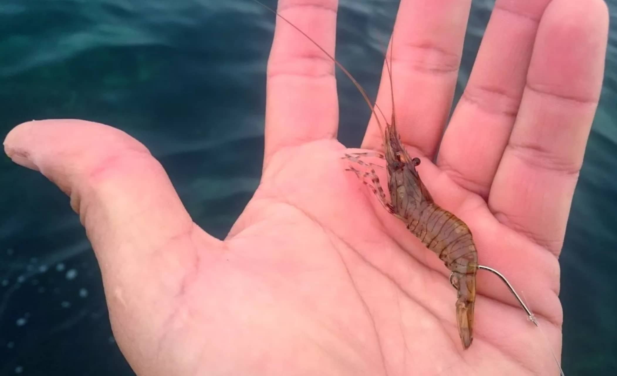 camaron vivo pesca del lenguado