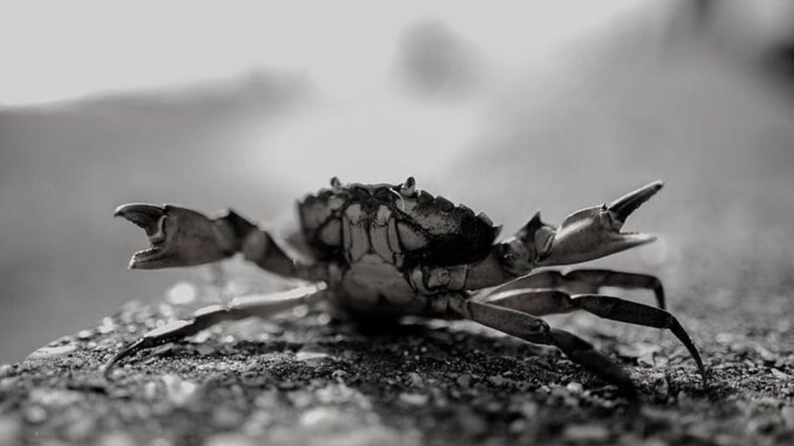 cangrejos para cebo