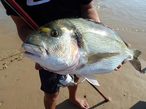 pesca en otoño de doradas