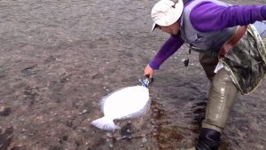 como cobrar al lenguado