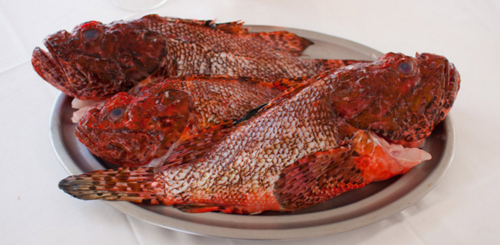 pesca-del-cabracho-o-roja