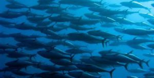 cardúmen de bonitos