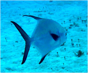 palometa nadando