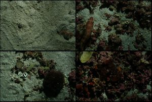 tipos de fondos detríticos