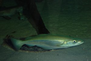 pesca de abadejo