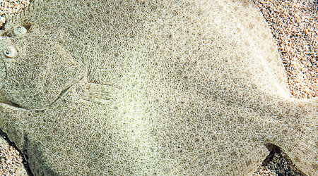 como pescar rodaballo