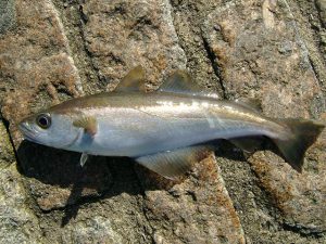 abadejo pequeño