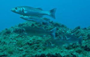 trucos para pescar lubinas