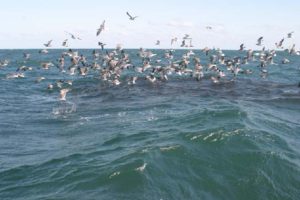 pescando peces de superficie en pajareras