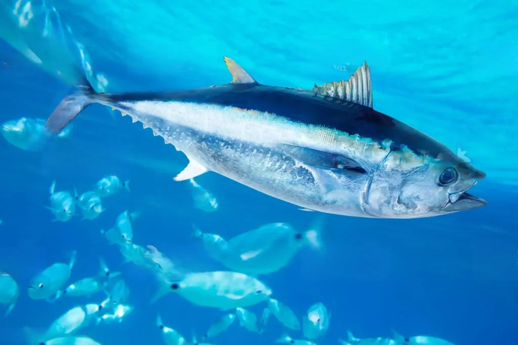 La pesca de la bacoreta desde costa-1
